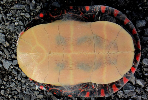 Midland Painted Turtle bottom shell