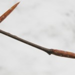 American Beech (Fagus grandifolia) - slender pointed buds