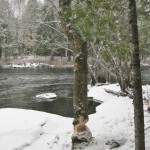Beaver damage exposes heartwood on this Black ash (Fraxinus nigra)
