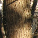 Abies balsamea bark