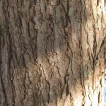 Balsam Fir (Abies balsamea) older tree