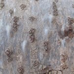 Balsam Fir (Abies balsamea) with resin blisters (smooth bumps)