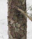 Looks like cornflakes but taste like turpentine - spruce bark