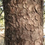 Corn-flake-like bark - Spruce